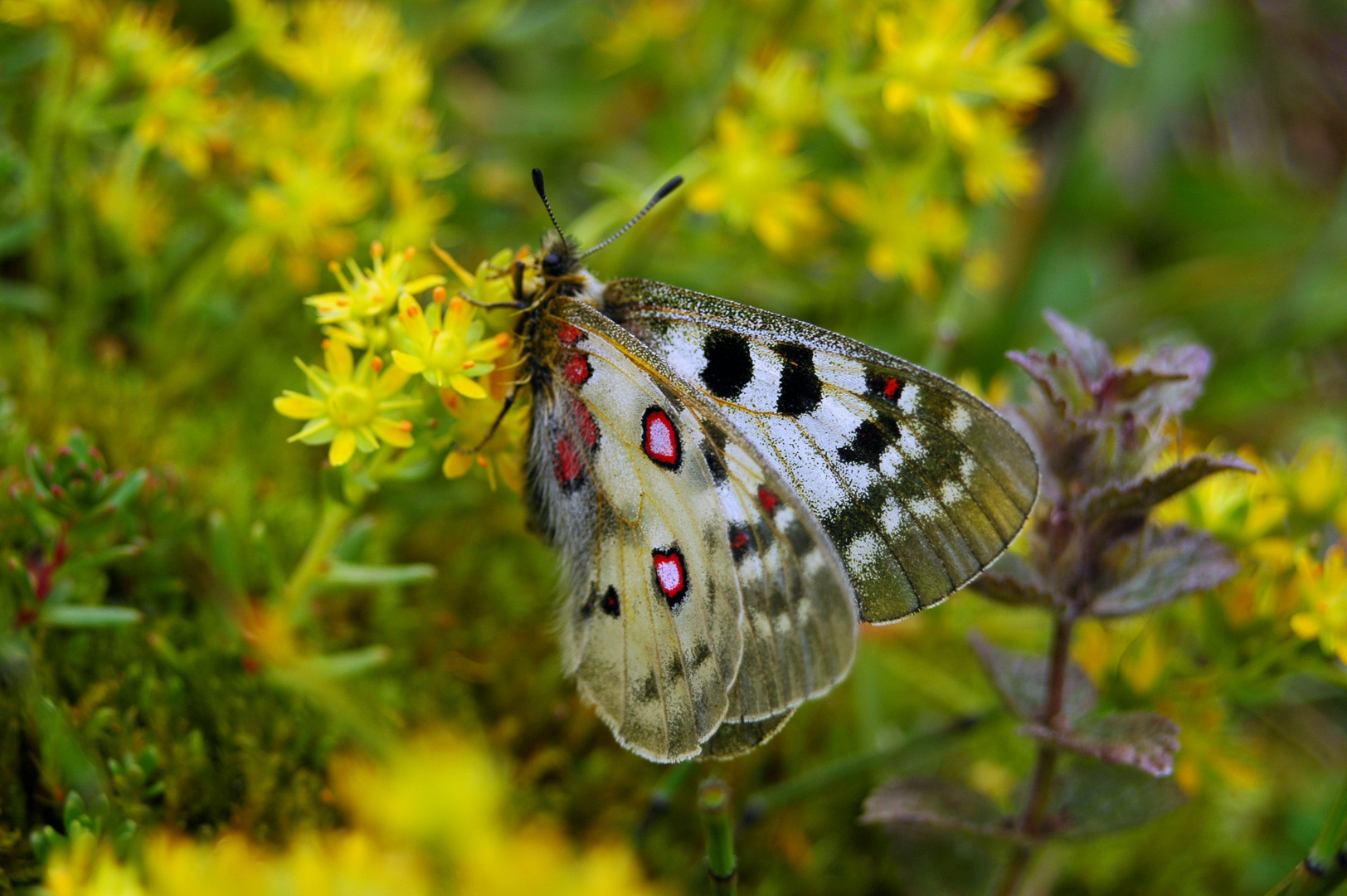 Parnassius phoebus hansi, female 2