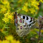 Parnassius phoebus hansi, female 2