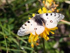 Parnassius phoebus-Hochalpenapollo