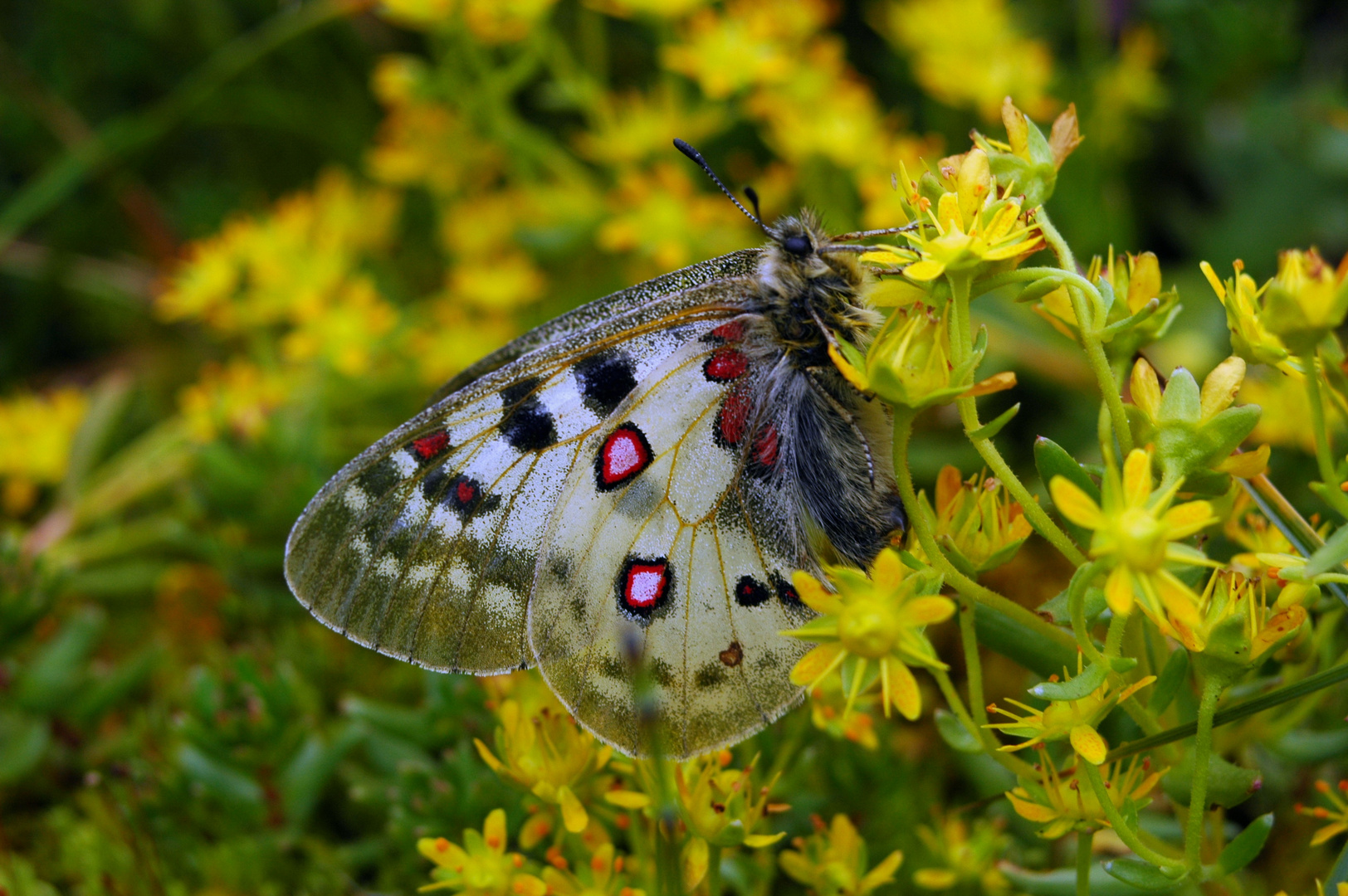 Parnassius phoebus ssp. hansi female