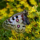 Parnassius phoebus ssp. hansi female