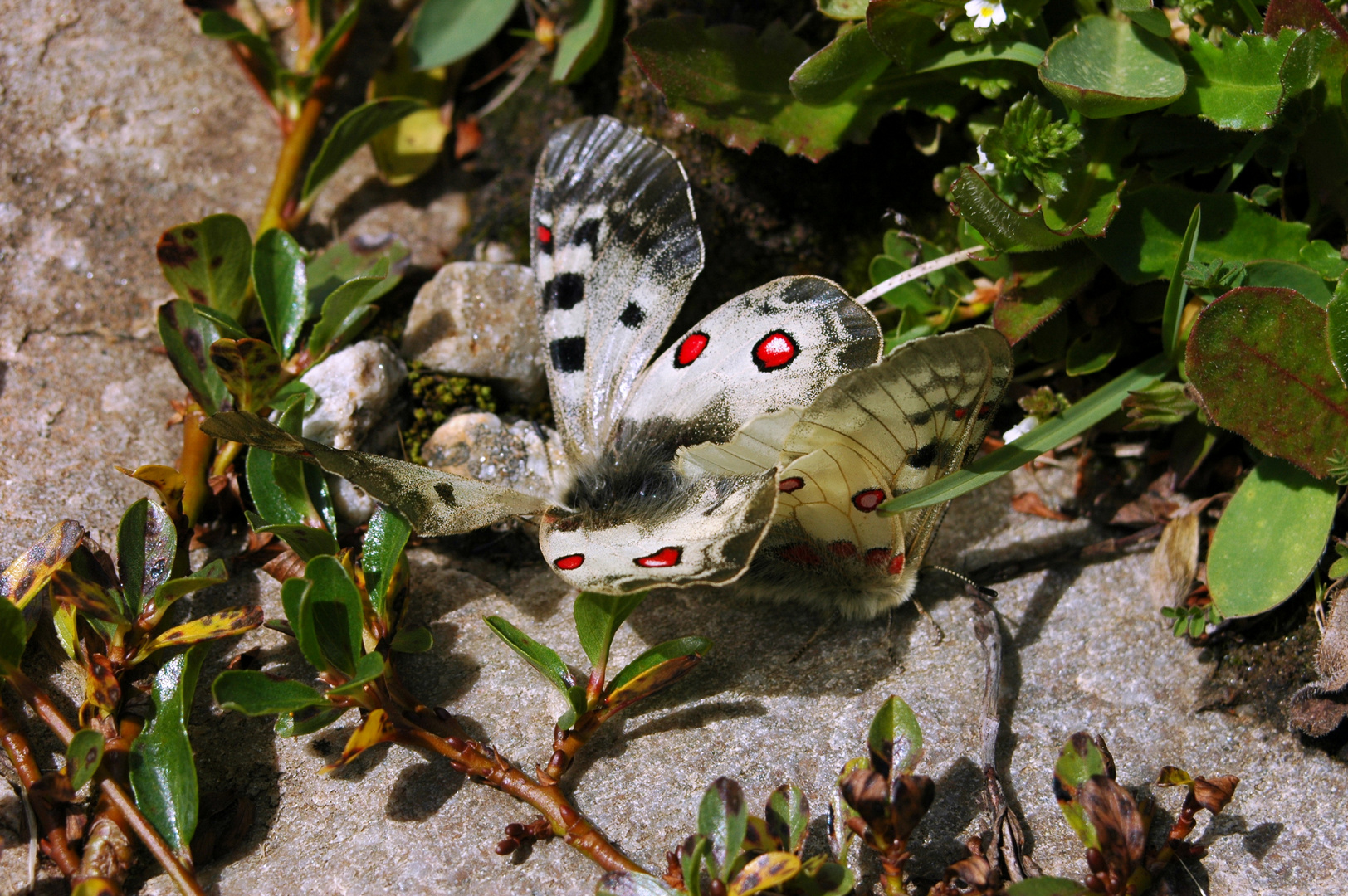 Parnassius phoebus ssp. hansi, Paarung (Kopula)