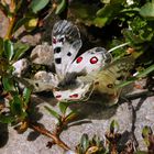 Parnassius phoebus ssp. hansi, Paarung (Kopula)