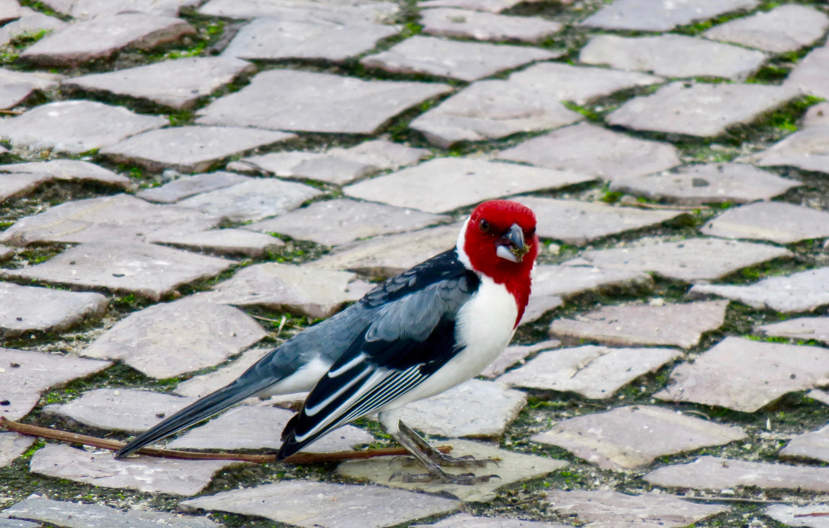 Paroaria dominicana 