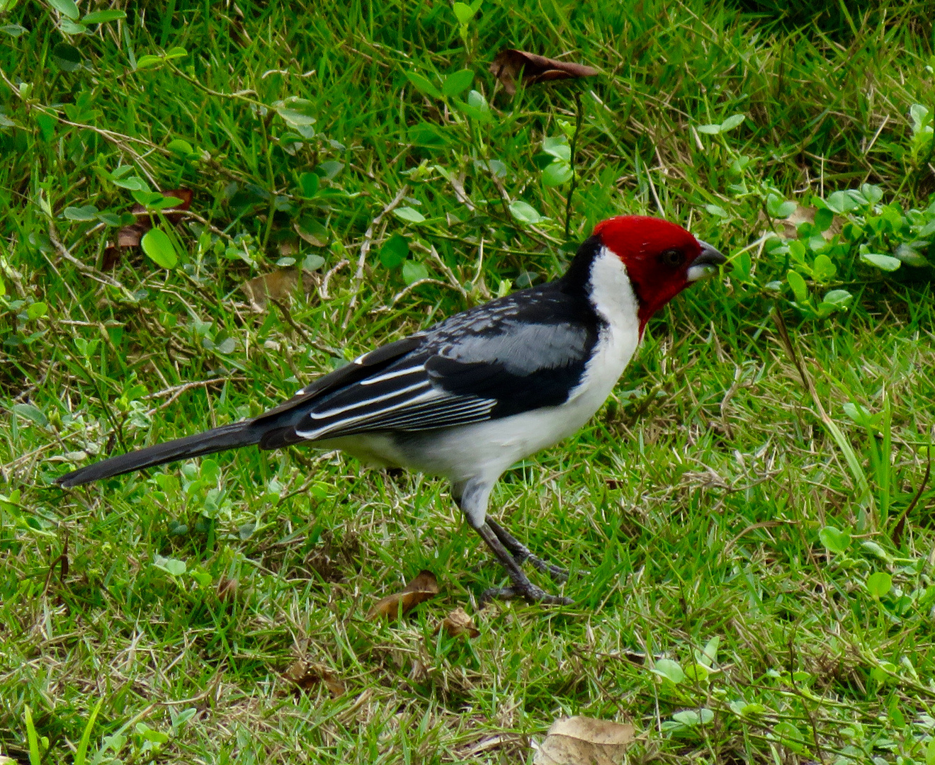 Paroaria dominicana 