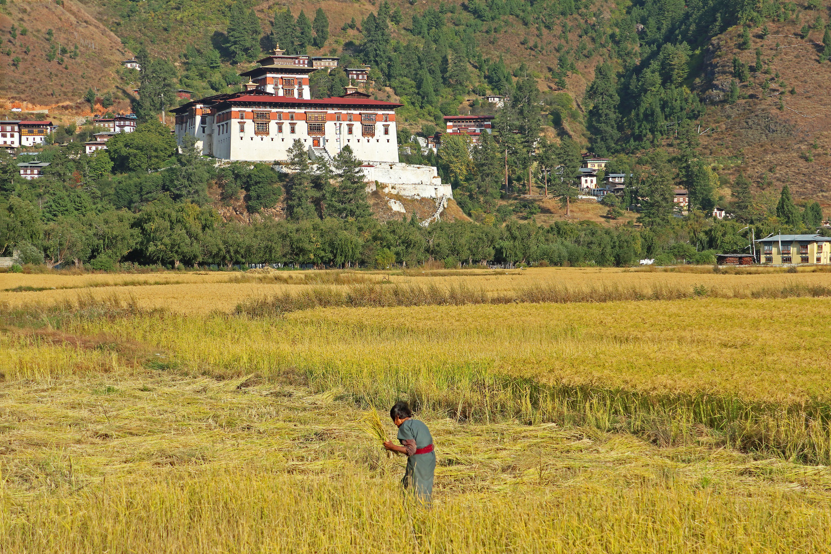 Paro,Bhutan-La raccolta del riso