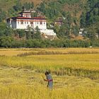 Paro,Bhutan-La raccolta del riso