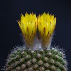 Parodia cardenasii August 16