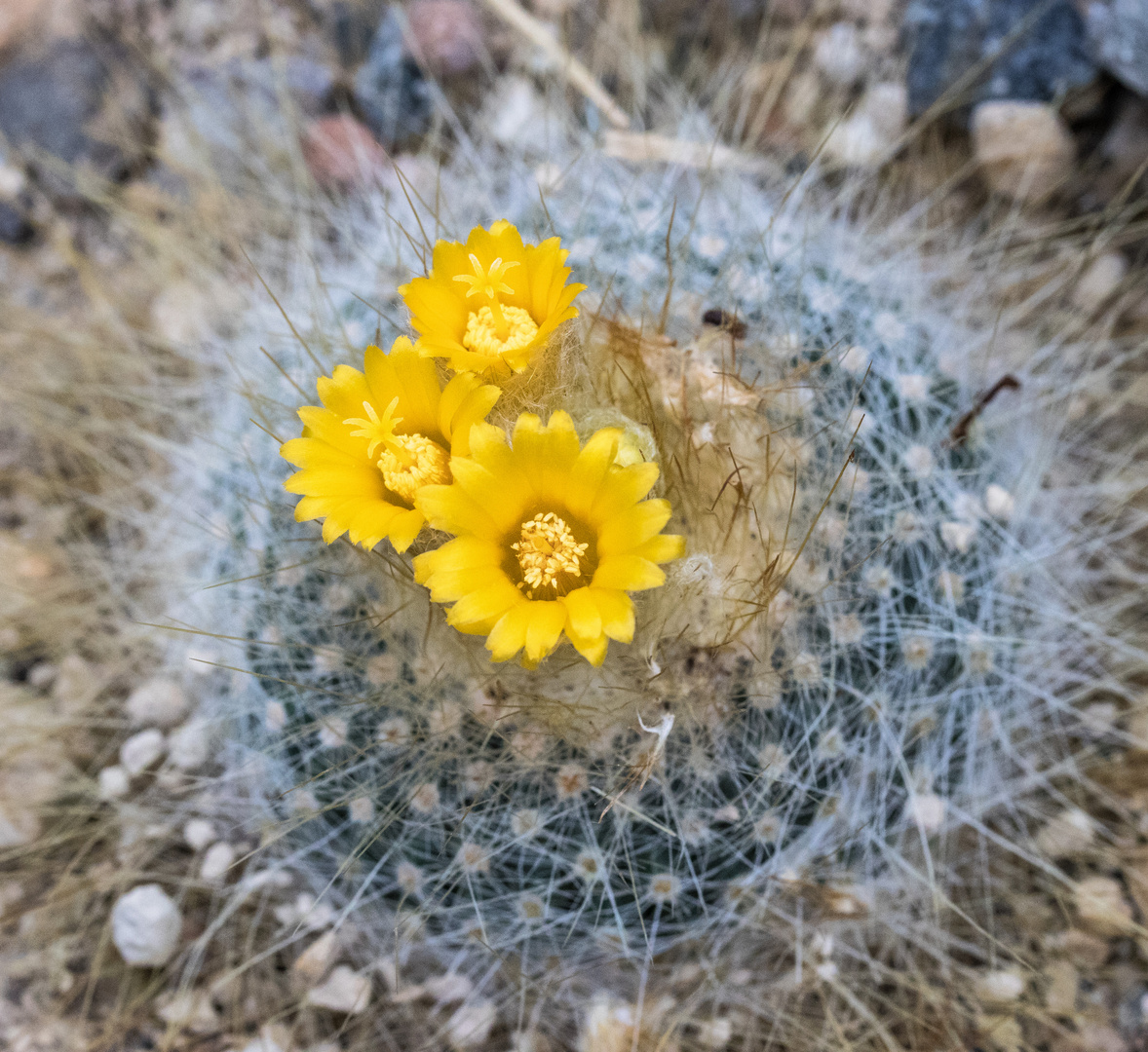 Parodia chrysacanthion