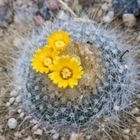 Parodia chrysacanthion