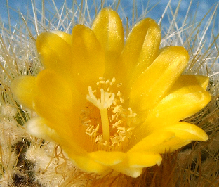 Parodia