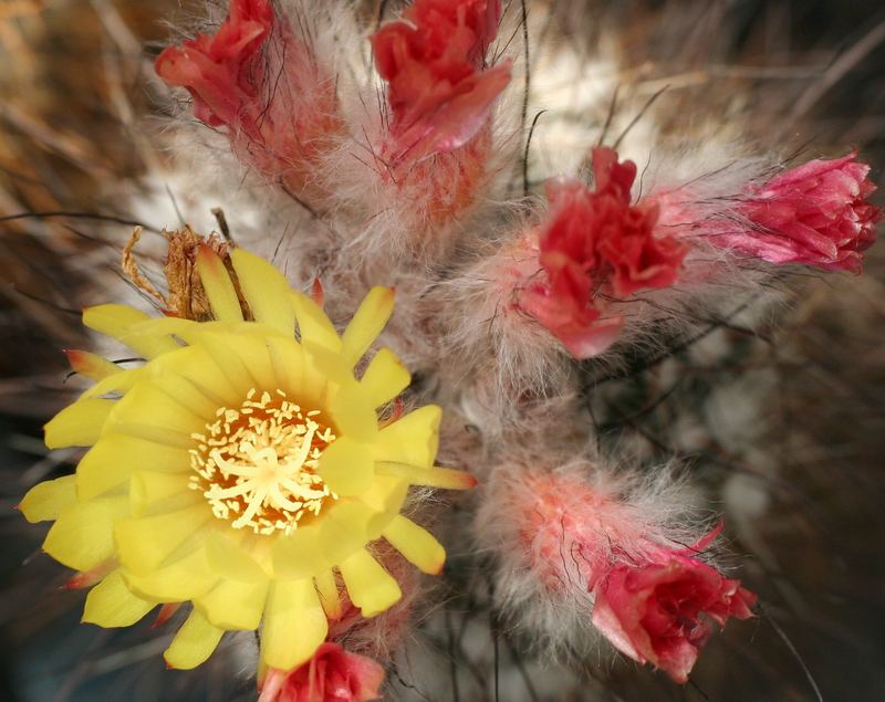 Parodia