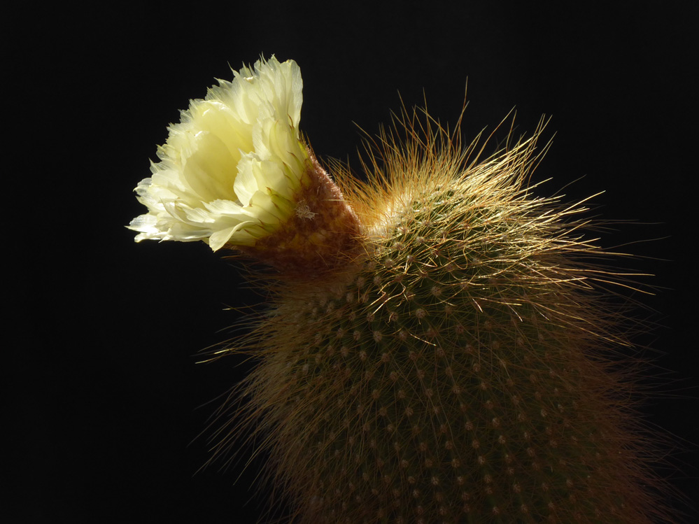 Parodia leninghausii