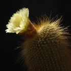 Parodia leninghausii