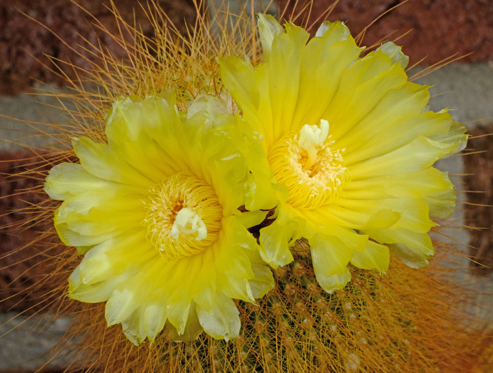 Parodia leninghausii