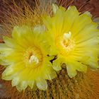 Parodia leninghausii