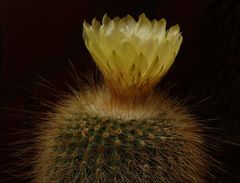 Parodia leninghausii - Gelbe Kakteenblüte im Oktober