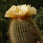 Parodia leninghausii - Gelbe Kakteenblüte im Oktober