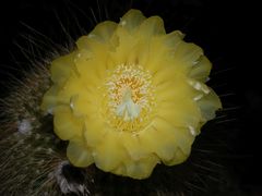 Parodia leninghausii - Oktoberblüte