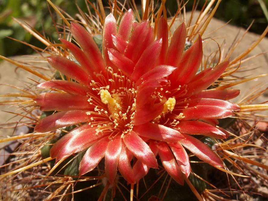 Parodia maassii var. luteispinus