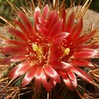 Parodia maassii var. luteispinus