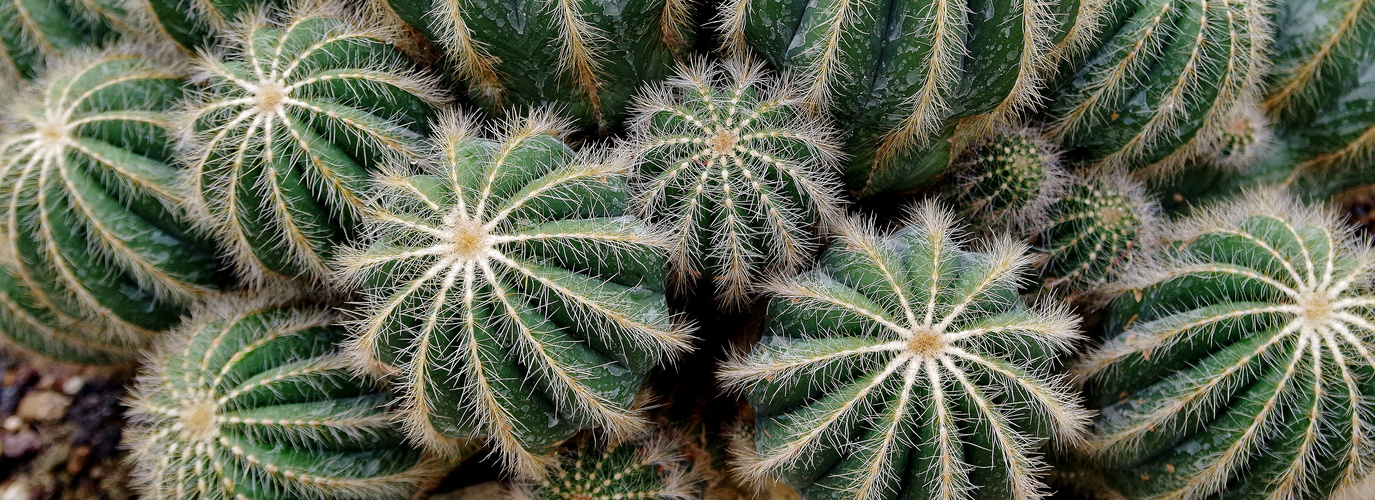 Parodia magnifica Kaktus