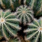 Parodia magnifica Kaktus