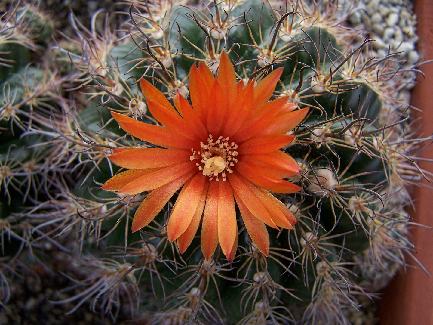 Parodia mairanana 