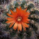 Parodia mairanana 