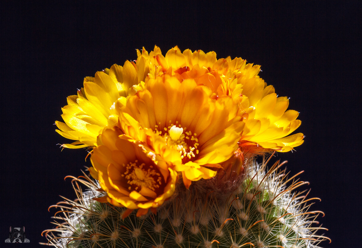 Parodia mutabilis