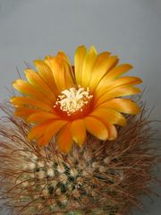 Parodia mutabilis