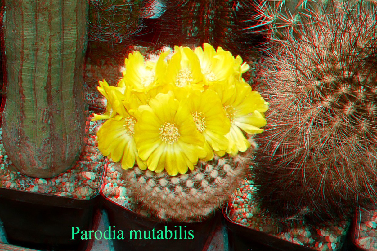 Parodia mutabilis 