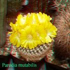 Parodia mutabilis 