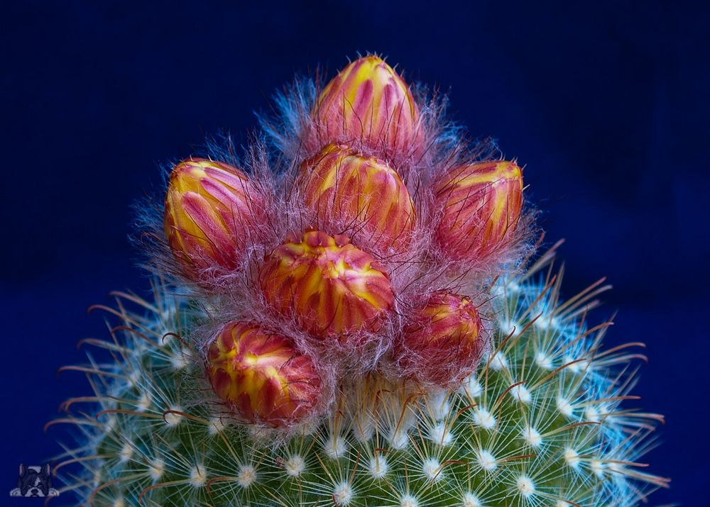 Parodia mutbilis 5 std vorher