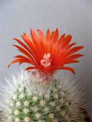 Parodia nivosa