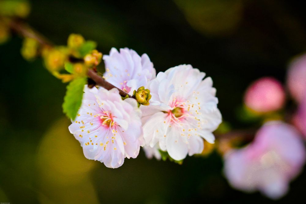 Paroles de pistils