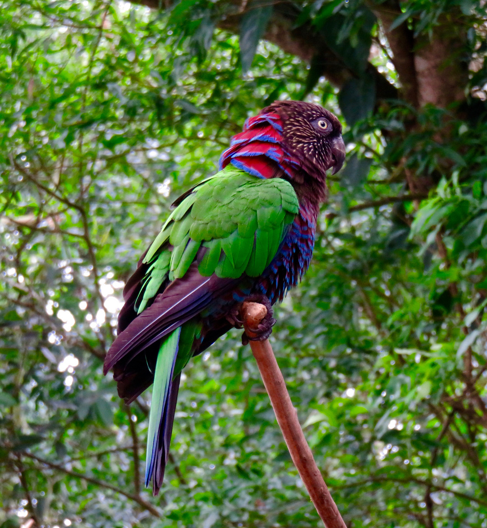 Parque das Aves 