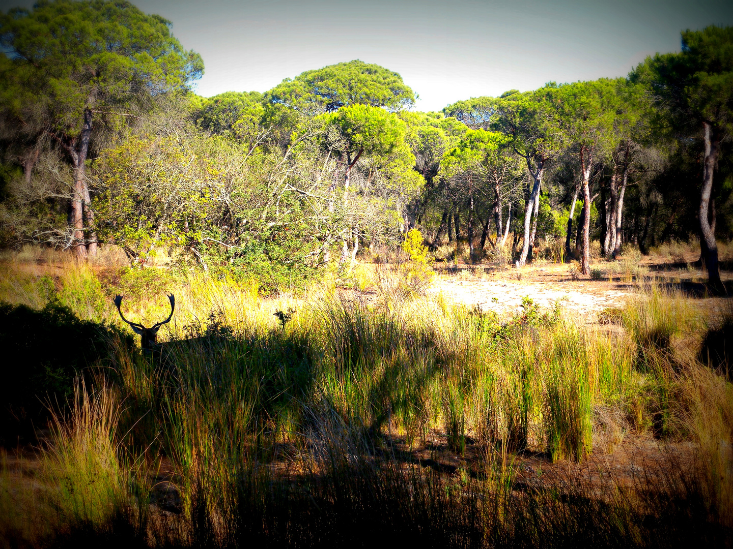 Parque de Doñaña