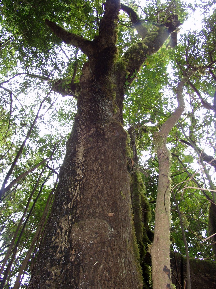 PARQUE DE GARAJONAY