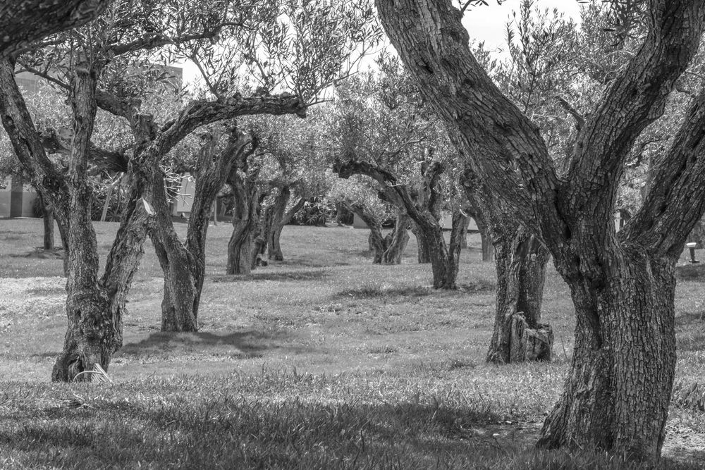 PARQUE DE LA ANCIANIDAD