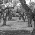 PARQUE DE LA ANCIANIDAD