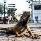 Parque de las Iguanas, Guayaquil