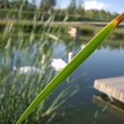 Parque del Agua Luis Buñuel, Zaragoza - El Lago de los Cisnes...