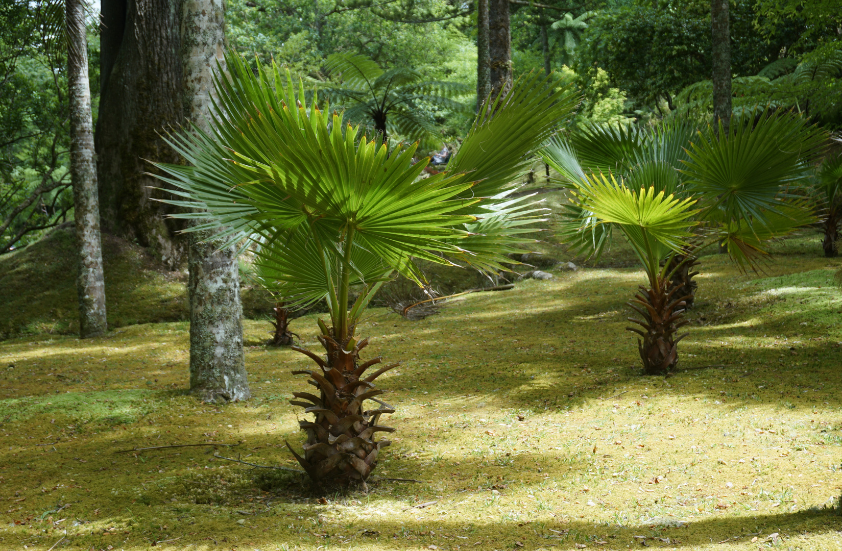 Parque florestal Furnas