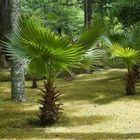 Parque florestal Furnas