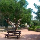 PARQUE HONDO DE LAS FUENTES (3)