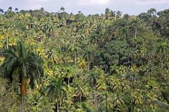 Parque Nacional Alejandro de Humboldt