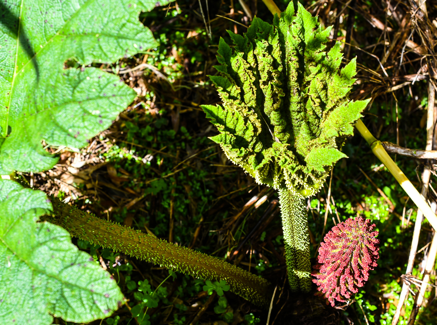 Parque Nacional Chiloe                                 DSC_5815-2