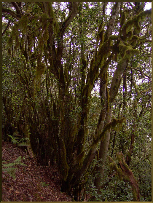 Parque Nacional de Garajonay