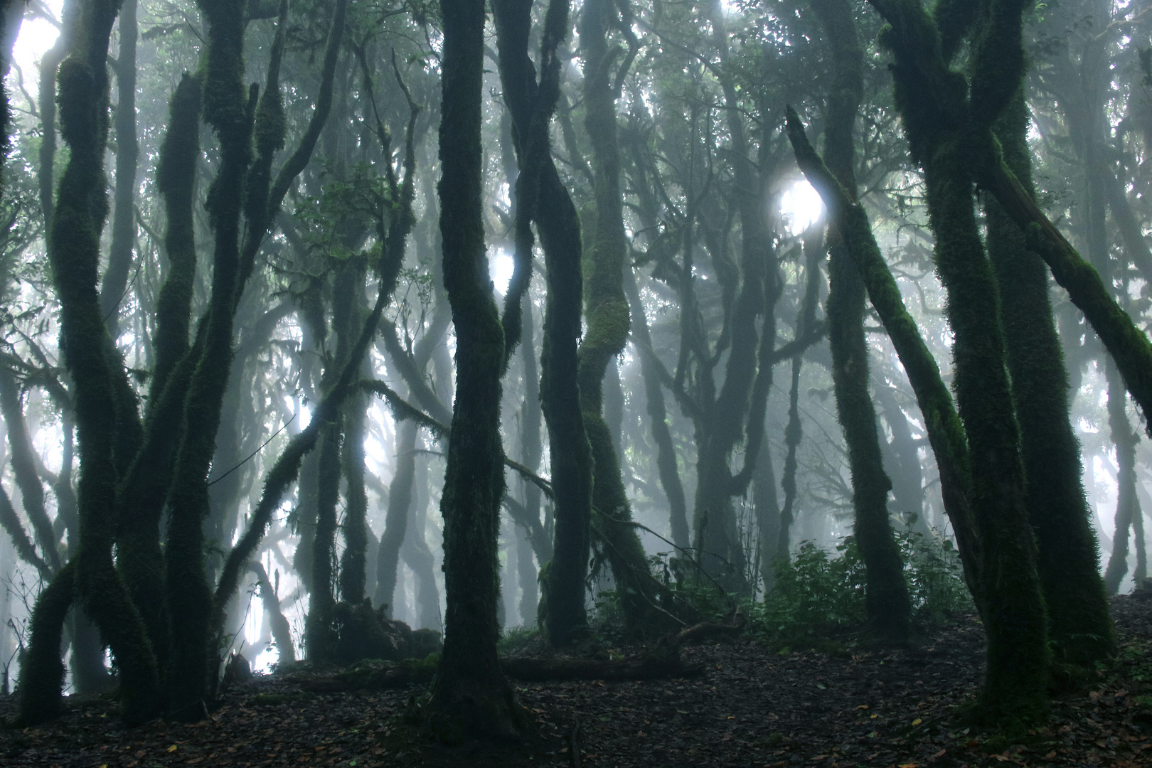 Parque Nacional de Garajonay im Nebel - 1